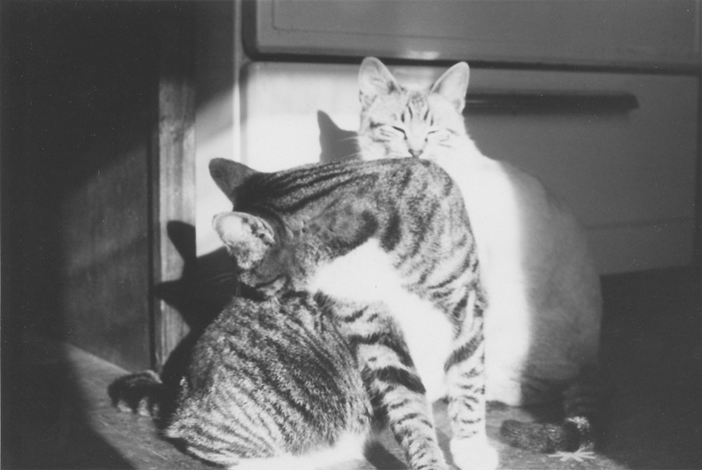 Cats Sunning Themselves in the Kitchen