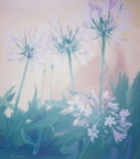 Agapanthus I