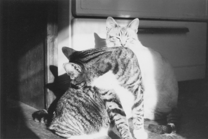 Cats Sunning Themselves in the Kitchen